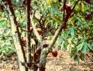 cacao