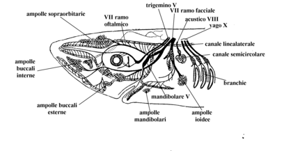 [ampolla di
lorenzini]