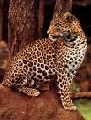 leopardo1