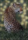 leopardo4