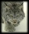 lince1