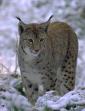 lince2