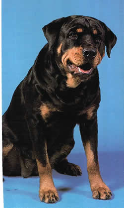 rottweiler