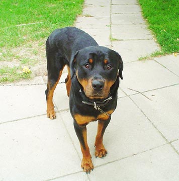 rottweiler-0119