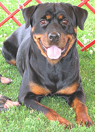 [un rottweiler]