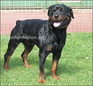 [rottweiler in posa]