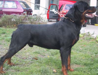 [rottweiler di lato]